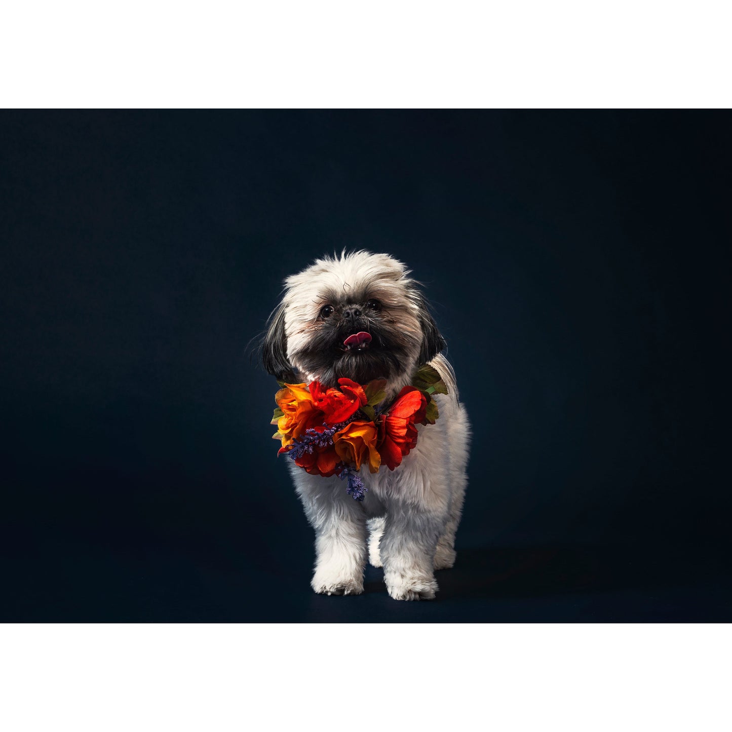 MorristownGrooming.Com
