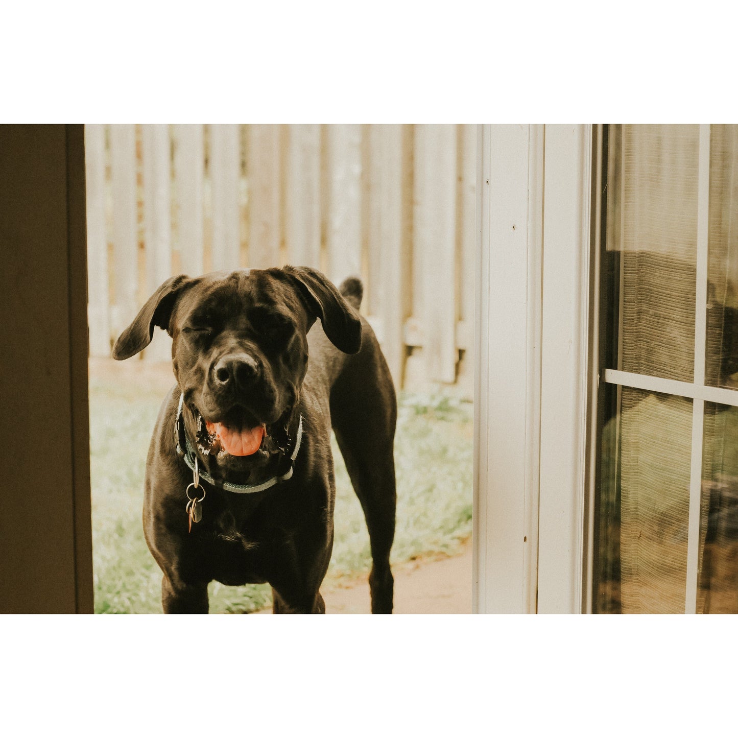 MorristownDOGWALKER.COM