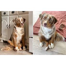 MorristownDOGSITTING.COM