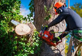 MorristownTREESERVICES.COM