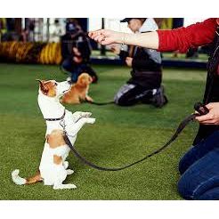 MorristownDOGWALKER.COM