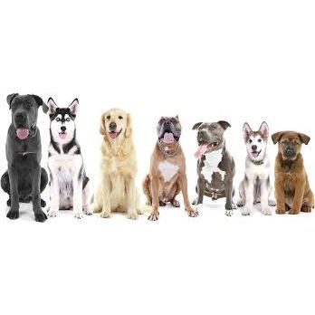 MorristownDOGSITTING.COM