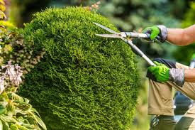 MorristownTREESERVICES.COM