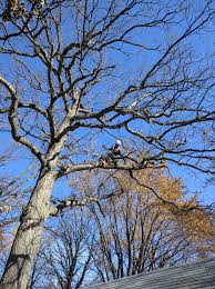 MorristownTREESERVICES.COM