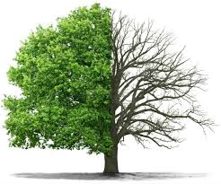 MorristownTREESERVICES.COM